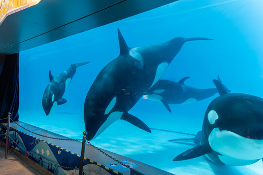 Orca whale swimming in clear blue water