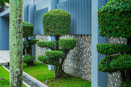 Trimmed ficus bonsai topiary trees in modern residential garden