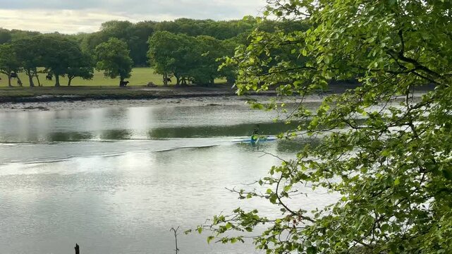 Tranquil wide-angle shot of kayakers paddling downstream on the River Hamble at low tide, framed by lush greenery and cows grazing in Manor Farm Country Park, soft daylight enhances the scene.