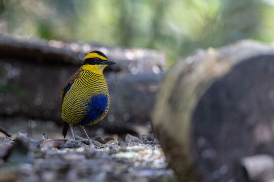 Bornean Banded Pitta (Hydrornis schwaneri) in tropical rainforest of Borneo