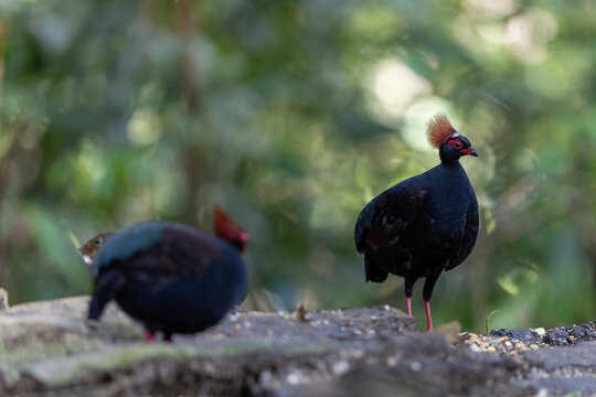 Crested Partridge (Rollulus rouloul) foraging on the forest floor. Native to Southeast Asia, it is noted for its red crest, iridescent plumage, and role as a seed disperser
