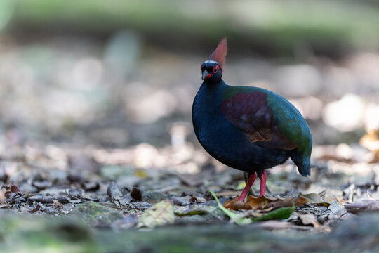 Crested Partridge (Rollulus rouloul) foraging on the forest floor. Native to Southeast Asia, it is noted for its red crest, iridescent plumage, and role as a seed disperser