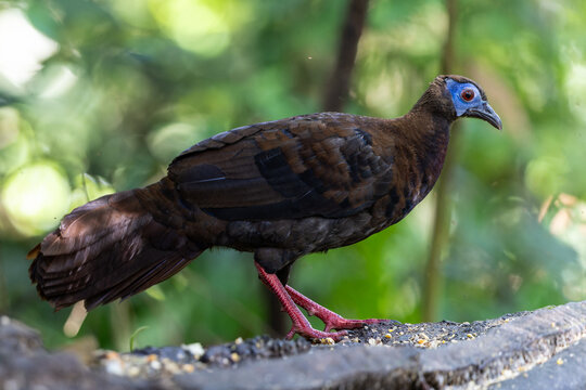 Sub-adult Bulwer&rsquo;s Pheasant (Lophura bulweri) in tropical rainforest of Borneo