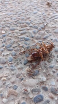 Ants Swarming and Consuming a Dead Cockroach
