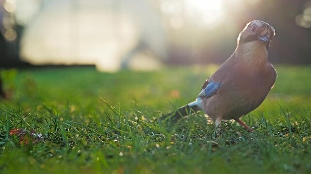 Slow motion shows a cautious jay battling wind before picking up a seed