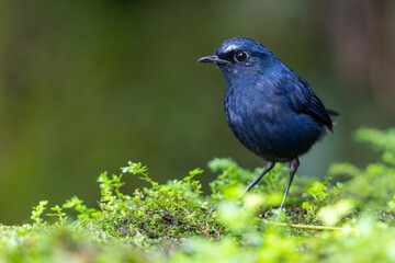 Fototapeta premium Nature wildlife Bornean Shortwing (Brachypteryx erythrogyna) bird taken at Sabah, Borneo