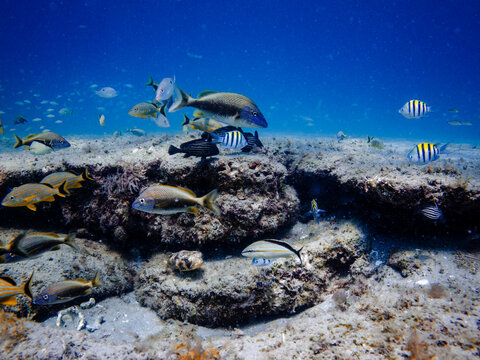 coral reef with tropical fish swimming in ocean