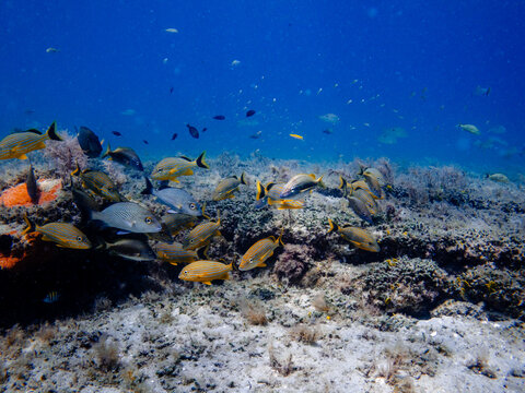 coral reef with tropical fish swimming in ocean
