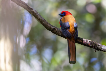 Fototapeta premium Nature wildlife of Whitehead's Trogon bird endemic of Borneo perching on a branch in a green forest