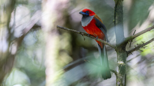 Nature wildlife of Whitehead's Trogon bird endemic of Borneo perching on a branch in a green forest