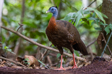 Fototapeta premium Nature wildlife image of The Great Argus in the deep jungle in Sabah, Borneo