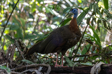 Fototapeta premium Nature wildlife image of The Great Argus in the deep jungle in Sabah, Borneo