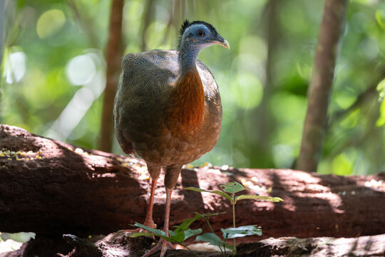 Nature wildlife image of The Great Argus in the deep jungle in Sabah, Borneo