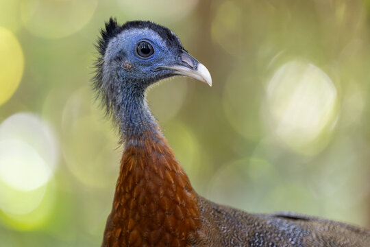 Nature wildlife image of The Great Argus in the deep jungle in Sabah, Borneo