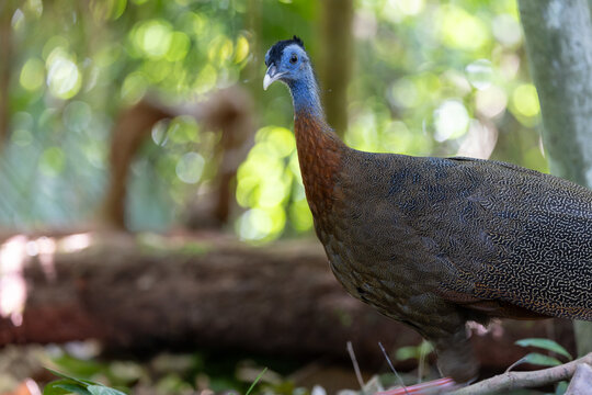 Nature wildlife image of The Great Argus in the deep jungle in Sabah, Borneo