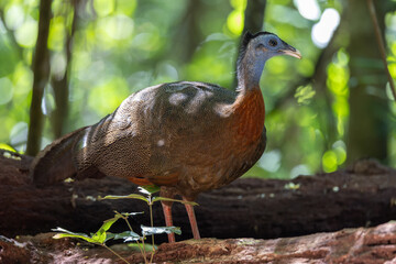 Fototapeta premium Nature wildlife image of The Great Argus in the deep jungle in Sabah, Borneo