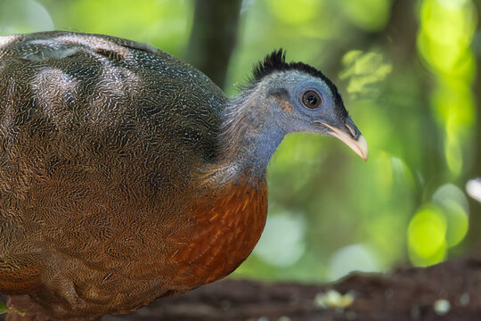 Nature wildlife image of The Great Argus in the deep jungle in Sabah, Borneo
