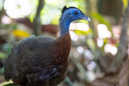 Nature wildlife image of The Great Argus in the deep jungle in Sabah, Borneo