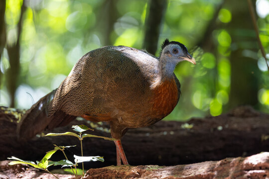 Nature wildlife image of The Great Argus in the deep jungle in Sabah, Borneo