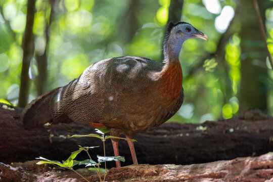 Nature wildlife image of The Great Argus in the deep jungle in Sabah, Borneo