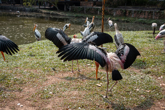 Painted storks spreading wings on lake shore