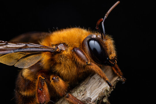 Sharp-focus macro photograph capturing a striking Sunda Night-Carpenter (Xylocopa myops) perched on a weathered, mossy twig, set against a dramatic pure black background.