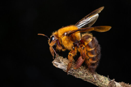 Sharp-focus macro photograph capturing a striking Sunda Night-Carpenter (Xylocopa myops) perched on a weathered, mossy twig, set against a dramatic pure black background.