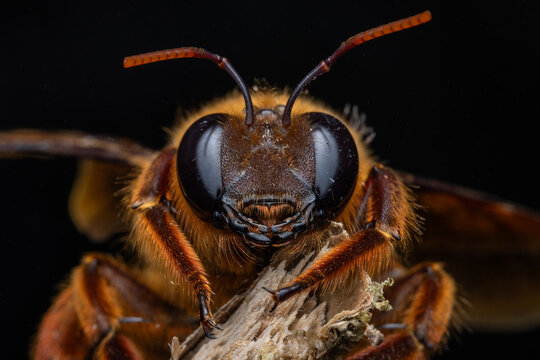Sharp-focus macro photograph capturing a striking Sunda Night-Carpenter (Xylocopa myops) perched on a weathered, mossy twig, set against a dramatic pure black background.
