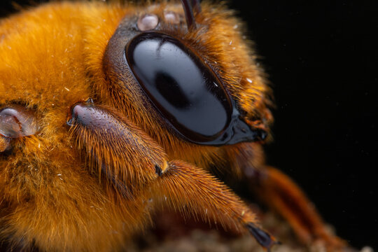 Sharp-focus macro photograph capturing a striking Sunda Night-Carpenter (Xylocopa myops) perched on a weathered, mossy twig, set against a dramatic pure black background.