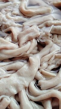 Fresh chicken intestines isolated on a clean background, a popular poultry offal ingredient widely used in traditional Asian cuisine. This high-quality close-up image highlights the natural texture, f