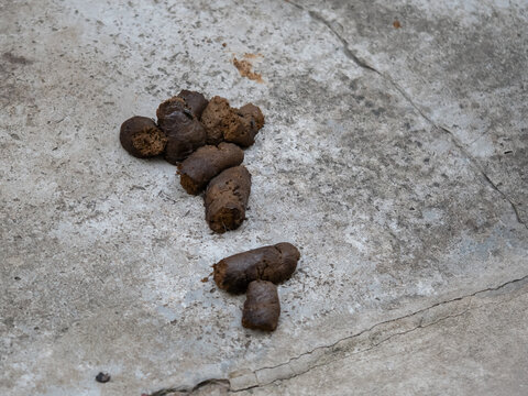 Dog feces on concrete pavement, depicting urban pet waste and hygiene issues.