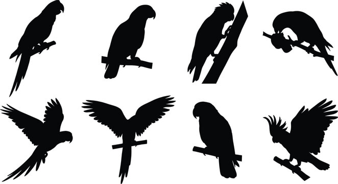 Parrot Cockatoo Silhouette Collection with Flying Perching Climbing Feeding Bird Vector Illustration Bundle