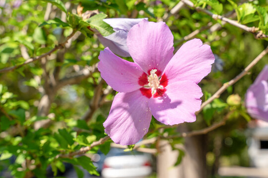 Single pink hibiscus flower in full bloom on a bush with green leaf, tropical garden concept, vibrant summer floral.