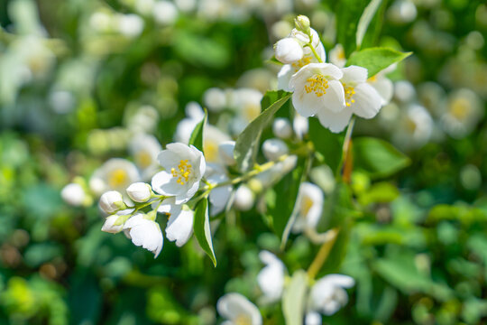 White jasmine shrub in full bloom with dense green foliage in a summer garden, fragrant blossom, fresh botanical detail.