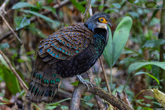 Bornean Peacock-pheasant (Polyplectron schleiermacheri) perched on a rainforest branch, showing its distinctive ocellated plumage.