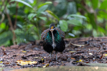 Obraz premium Bornean Peacock-pheasant (Polyplectron schleiermacheri) perched on a rainforest branch, showing its distinctive ocellated plumage.