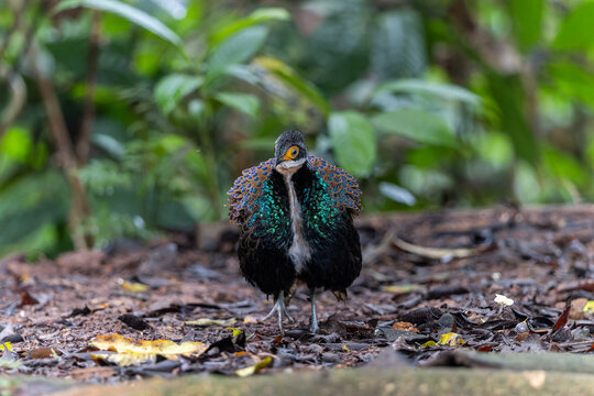 Bornean Peacock-pheasant (Polyplectron schleiermacheri) perched on a rainforest branch, showing its distinctive ocellated plumage.