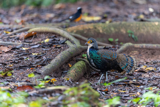 Bornean Peacock-pheasant (Polyplectron schleiermacheri) perched on a rainforest branch, showing its distinctive ocellated plumage.
