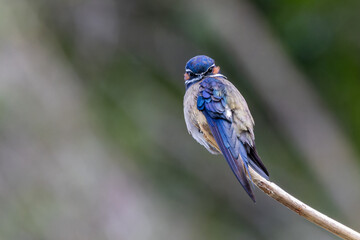 Fototapeta premium Whiskered Treeswift (Hemiprocne comata), a colourful tropical bird, perched on a bare branch in Borneo's rainforest.
