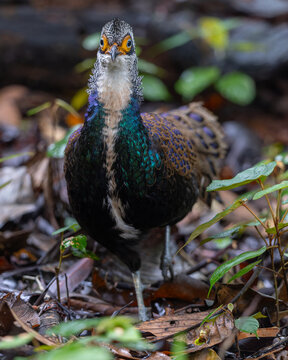 Bornean Peacock-pheasant (Polyplectron schleiermacheri) perched on a rainforest branch, showing its distinctive ocellated plumage.