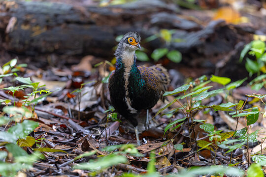Bornean Peacock-pheasant (Polyplectron schleiermacheri) perched on a rainforest branch, showing its distinctive ocellated plumage.