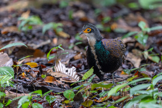 Bornean Peacock-pheasant (Polyplectron schleiermacheri) perched on a rainforest branch, showing its distinctive ocellated plumage.