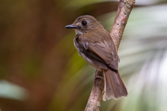 Adult flycatcher and its fledgling chick perched on a forest branch, showcasing bird family behavior in the wild.