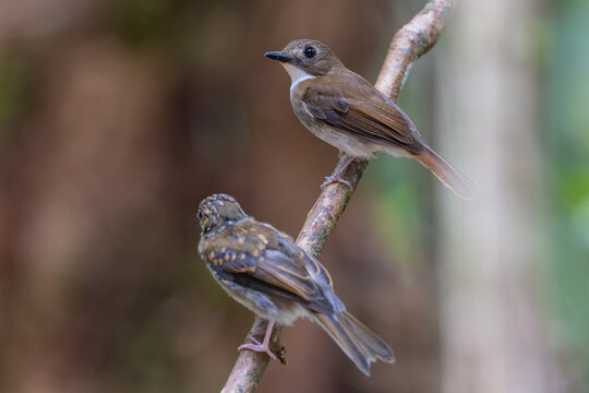 Adult flycatcher and its fledgling chick perched on a forest branch, showcasing bird family behavior in the wild.