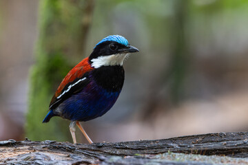 Obraz premium A close-up wildlife photograph of a Blue-headed Pitta (Hydrornis baudii) perched on a damp forest log.
