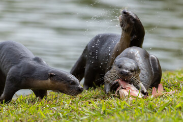 Fototapeta premium Wild smooth-coated otter eating a freshly caught fish on a grassy riverbank.