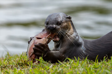 Obraz premium Wild smooth-coated otter eating a freshly caught fish on a grassy riverbank.