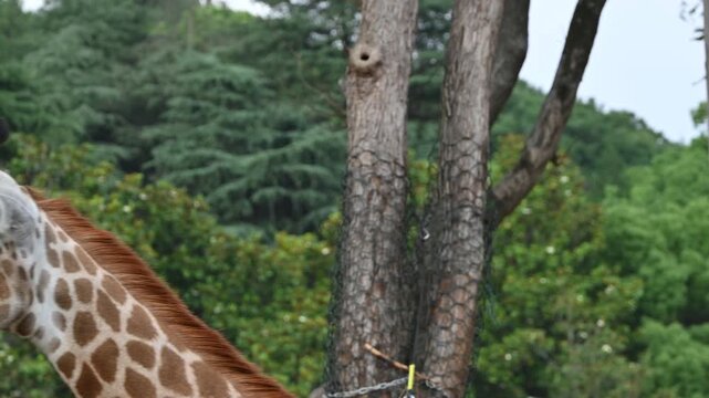 A close-up profile shows a majestic giraffe with beautiful patterned fur while chewing food in her mouth