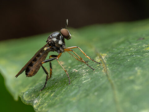 Macro shot of a robber fly (Asilidae) perched on a green leaf, showcasing its large compound eye and raptorial legs.