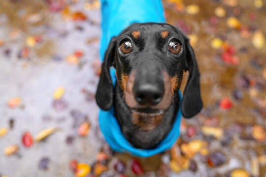 Black and tan dachshund dog in a blue raincoat looking straight up at the camera in a wet autumn setting, endearing walk portrait